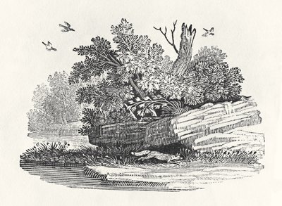 福克斯逃离，来自“四足动物的通史”，1790年出版（木版画） 作者 托马斯·贝威克