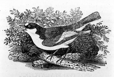 The Pied Flycatcher，来自托马斯·比威克的“英国鸟类史”的插图，于1797年首次出版 作者 托马斯·贝威克