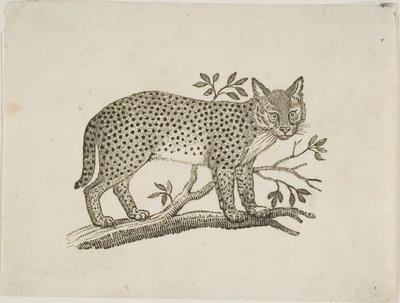 薮猫 作者 托马斯·贝威克