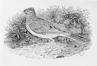 The Skylark（Alauda arvensis）来自“英国鸟类史”第一卷，酒吧。 1797年（木版画） 作者 托马斯·贝威克