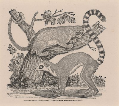 两只狐猴，摘自《四足动物史》 作者 托马斯·贝威克
