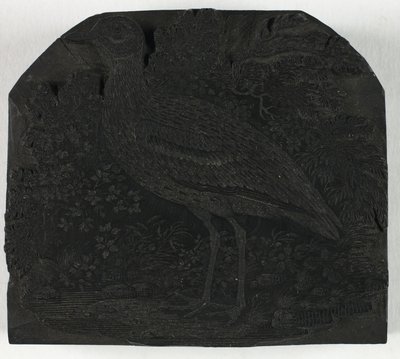 大鸻》木刻版画，选自《英国鸟类史 作者 托马斯·贝威克