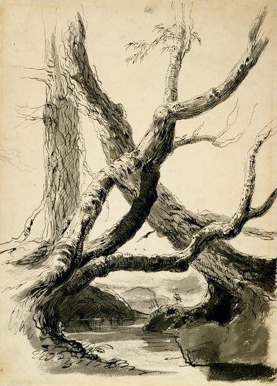 树干素描，约1825-40年（白纸上的黑色墨水，钢笔，水洗笔和铅笔） 作者 托马斯·科尔