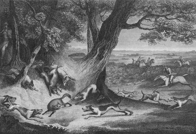 狐狸之死，1793年。 作者 托马斯库克