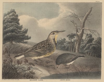 Meadow Lark和Snow Bird，来自&39;Doughty的自然历史和美国乡村体育内阁&39;，Vol I，1830 作者 托马斯·多蒂