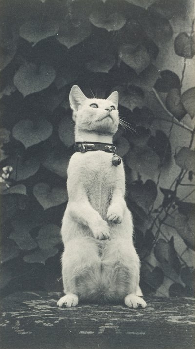Eakins院子里的猫，约1880-1890。 作者 托马斯·埃金斯