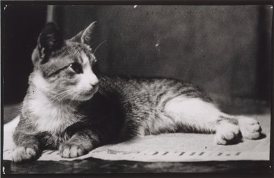 托马斯-艾金斯夫人的猫，约1880-1890。 作者 托马斯·埃金斯