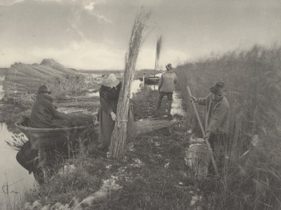 1886 年芦苇收获季节（照片） 作者 托马斯·弗雷德里克·古道尔