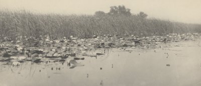 睡莲》，1886 年（照片） 作者 托马斯·弗雷德里克·古道尔
