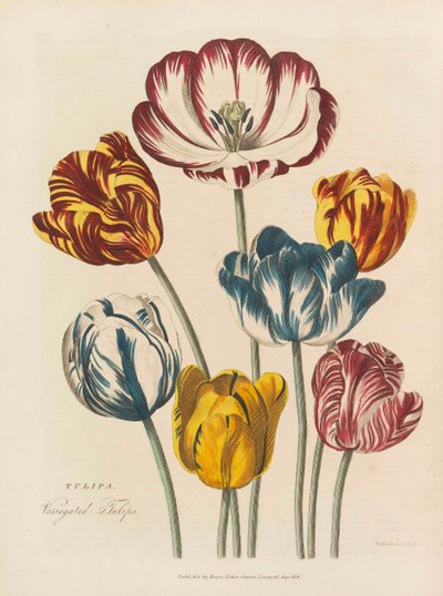 通用草药，1824年。 作者 托马斯格林