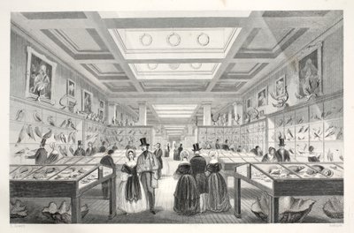 大英博物馆，动物画廊，来自“伦敦室内设计与服饰和仪式”酒吧。 Joseph Mead，伦敦，c.1843（钢版画） 作者 托马斯·霍斯默牧羊人