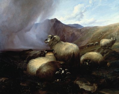 山地高地绵羊，1854年 作者 托马斯·西德尼·库珀