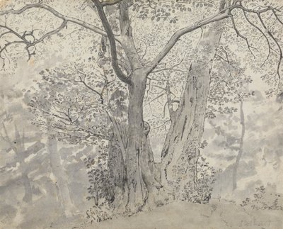 树木研究 作者 托马斯·斯托达德