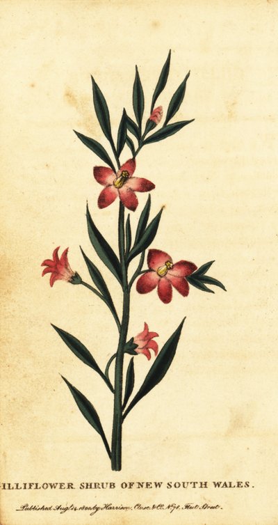 新南威尔士的莳萝灌木。1800年（雕刻） 作者 Thomas Watling