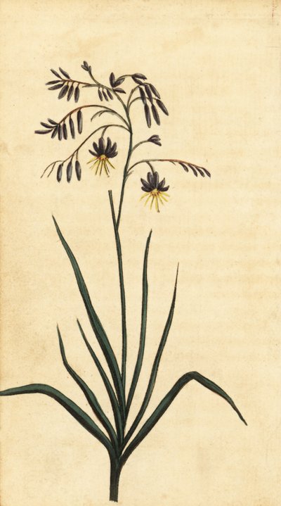 澳大利亚新南威尔士州的岩花。 ,1800（雕刻） 作者 托马斯·沃特林