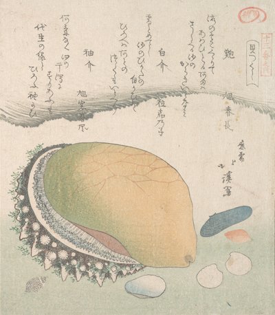 阿瓦比耳壳和各种贝壳，19世纪。 作者 东东屋北海