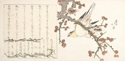 梅花枝上的布什战鸟 Ume ni uguisu，19世纪初。 作者 东东屋北海