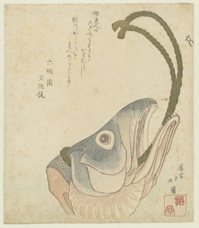鲑鱼头 作者 东东屋北海