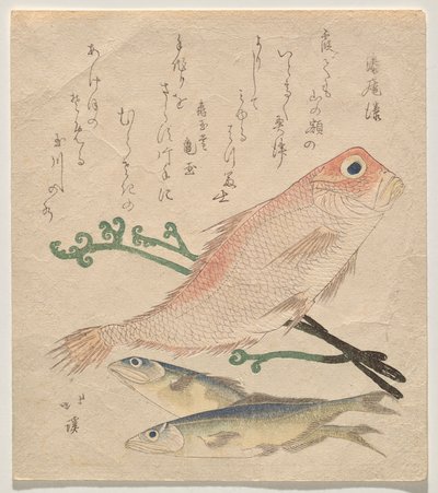 粉鲷鱼（shiro-amadai）和两条小鳟鱼（ai） 作者 东东屋北海