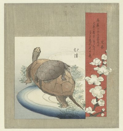 海龟 作者 四京
