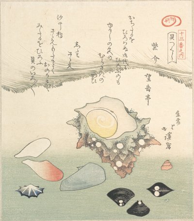 顶壳和各种贝壳，19世纪。 作者 东东屋北海