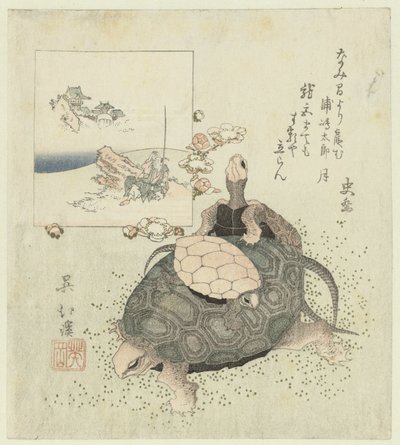 海龟 作者 东东屋北海