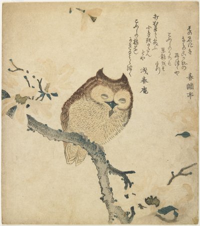 （猫头鹰），19世纪初 作者 丰田福建