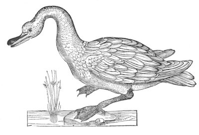 Ornithologiae hoc est de avibus historiae libri XII 作者 乌里斯·阿尔德罗万迪