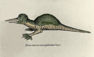一条海龙的表现。Ulisse Aldrovandi (1522-1605)的自然历史手稿中关于怪兽的图版 作者 乌里斯·阿尔德罗万迪