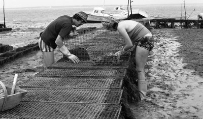 6080 C18 Ostregrower in Vendee Oyster August 1974 作者 不明