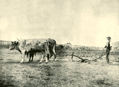 布洛克犁队，1901年。 作者 不明