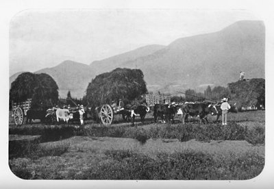 1911年的辣椒收获 作者 不明