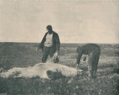 驯鹿岛上的死熊1893年8月21日，1893年1897年 作者 不明