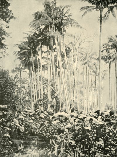 1901年，棕榈树丛。 作者 不明