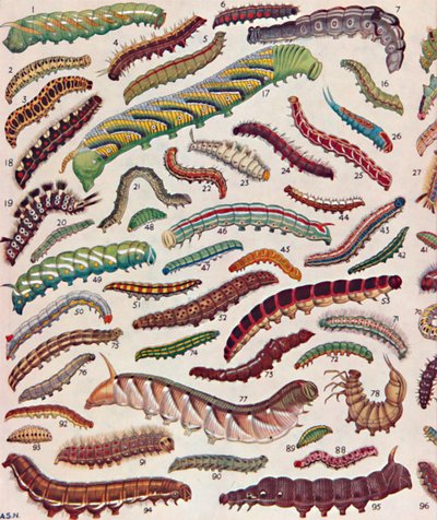 一百种不同的蝴蝶和飞蛾毛虫，1935年 作者 不明