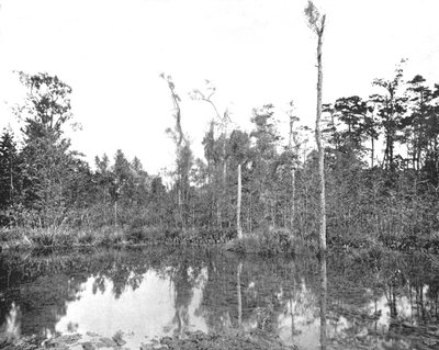 美国路易斯安那州的沼泽地，摄于c1900年。 作者 不明