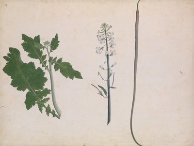 萝卜植物、种子和花，18世纪末。 作者 不明