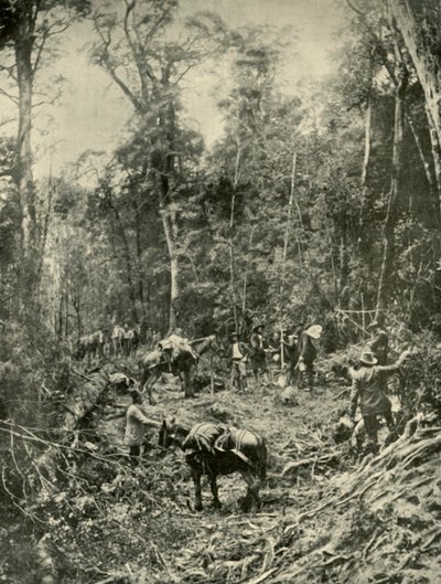 塔斯马尼亚州的崎ough之路，1901年。 作者 不明