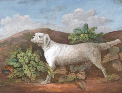 一只赛特犬：面向左边，左边有一只躲在牛蒡中的鹧鸪，约1805年。 作者 不明