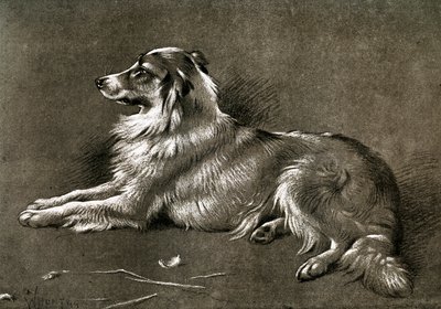 牧羊犬，1901年 作者 不明