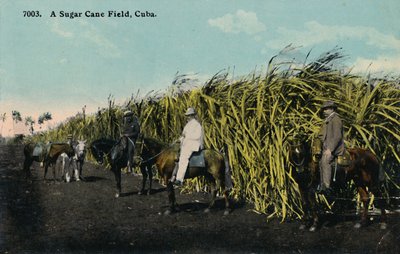 甘蔗田，古巴，1912年。 作者 不明