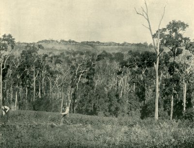 维多利亚山农场，1901年。 作者 不明