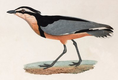 A colour illustration of a bird 作者 不明