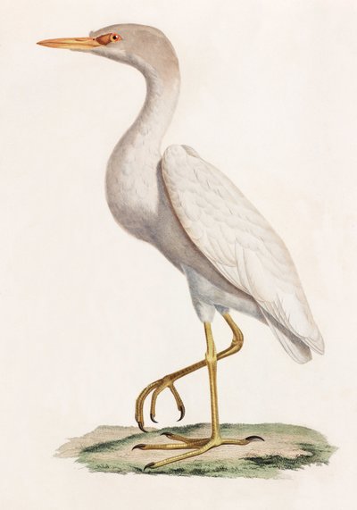 A colour illustration of a bird 作者 不明