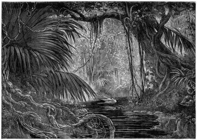 秘鲁的森林风景，1877年 作者 不明