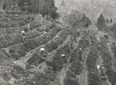 1895年，日本神户，镇外的茶园。 作者 不明