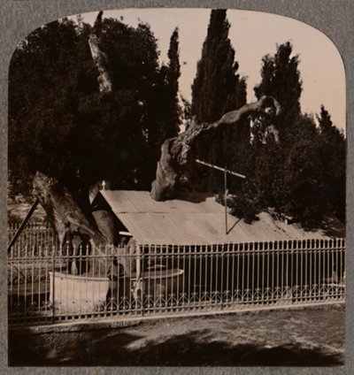 亚伯拉罕·橡树（希伯仑附近），c1900 作者 不明