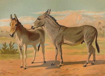 阿比西尼亚野生公驴＆印度印第安猎豹，c1879。 作者 不明