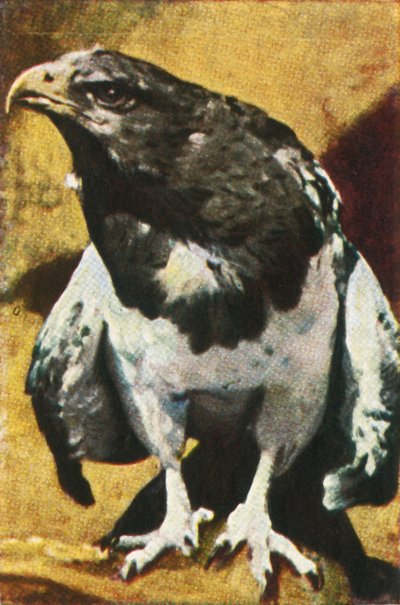 成人针，c1928。 作者 不明