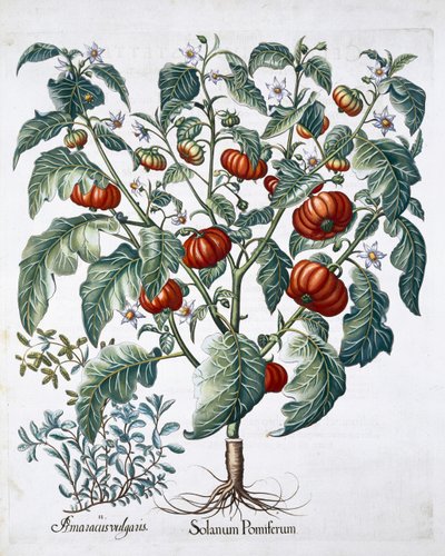 非洲西红柿和马兰花植物，1613年 作者 不明